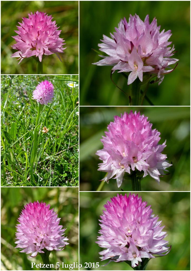 Orchidee alpine austriache ( M.Traweng, Burgeralm, Petzen, M.Dobratsch)